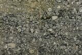 Fossil Crinoid Stems In Limestone Slab #167232-1